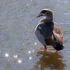 Nilgans im funkelden Rhein.