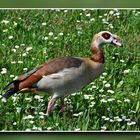 Nilgans im Gänseblümchenmeer