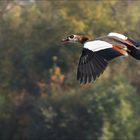 Nilgans im Herbst