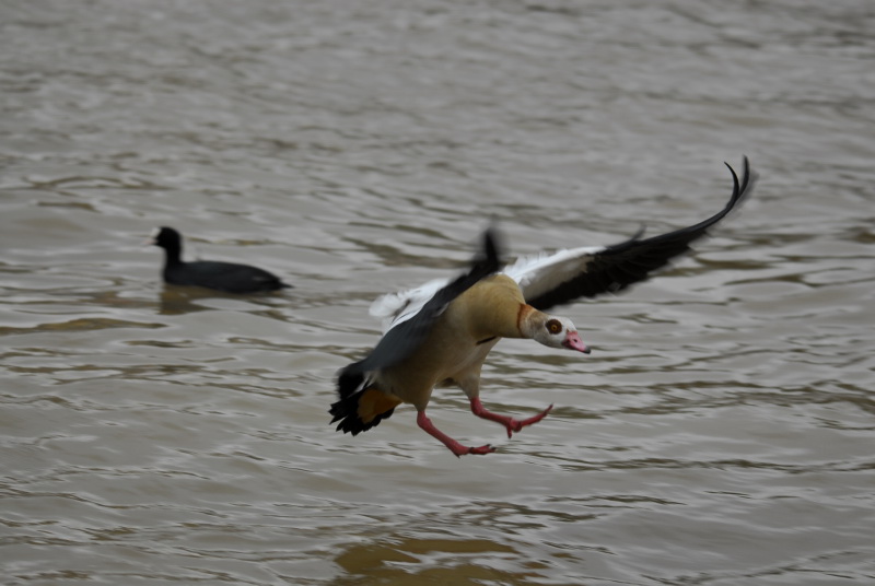 Nilgans im Landanflug 1