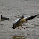 Nilgans im Landanflug 1