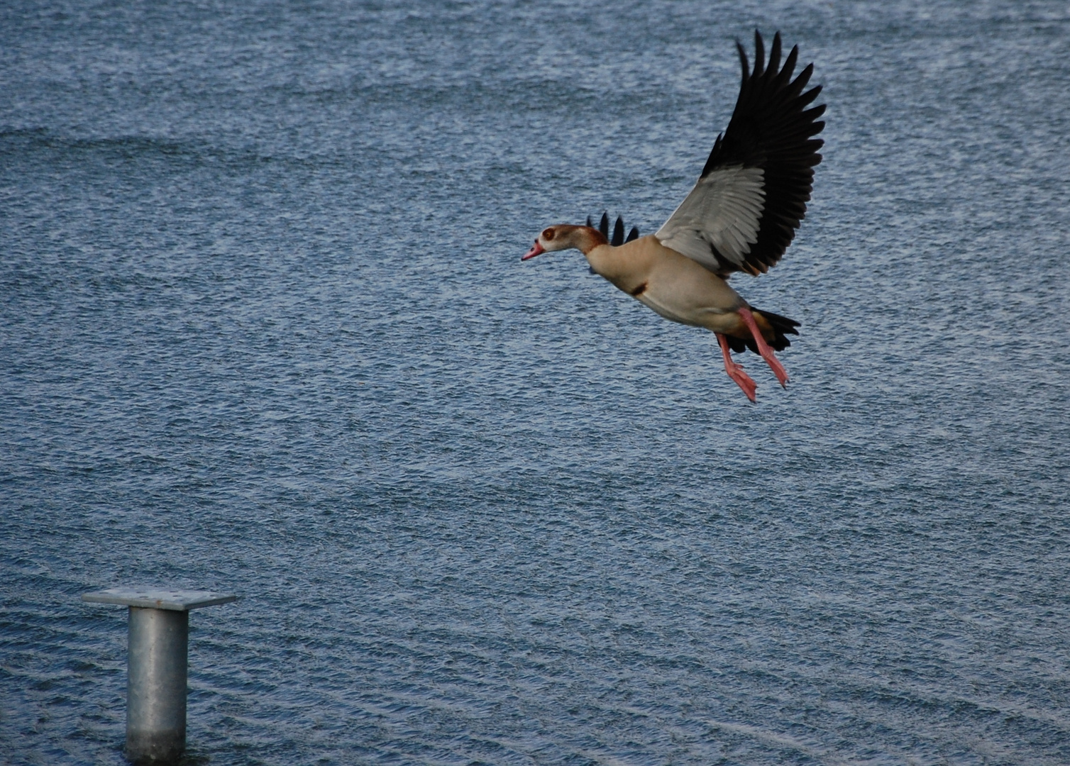 Nilgans im Lande Anflug