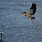 Nilgans im Lande Anflug