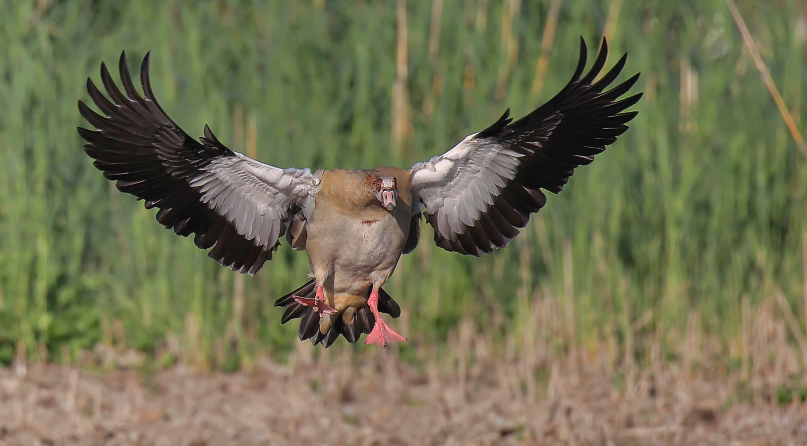 Nilgans im Landeanflug