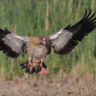 Nilgans im Landeanflug