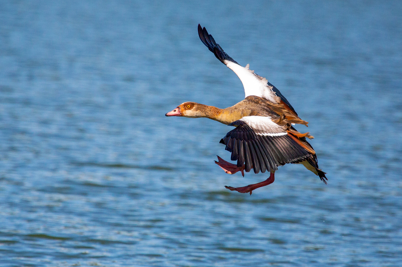 Nilgans im Landeanflug