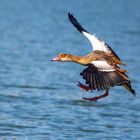 Nilgans im Landeanflug