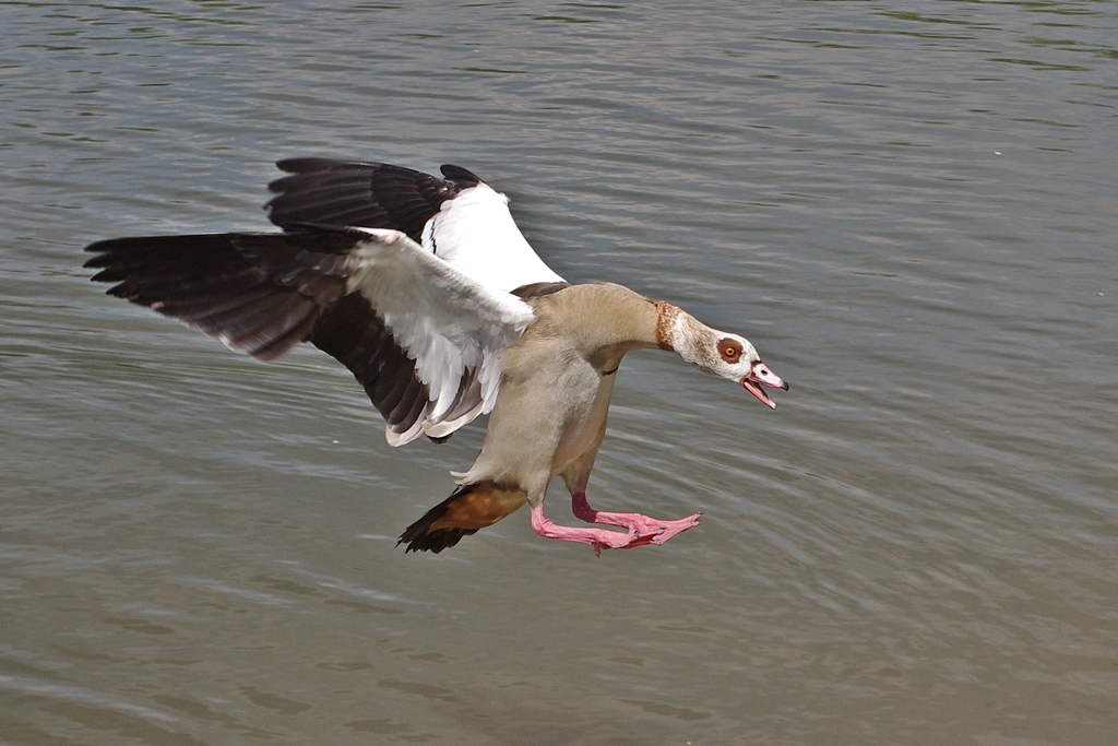 Nilgans im Landeanflug