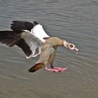 Nilgans im Landeanflug