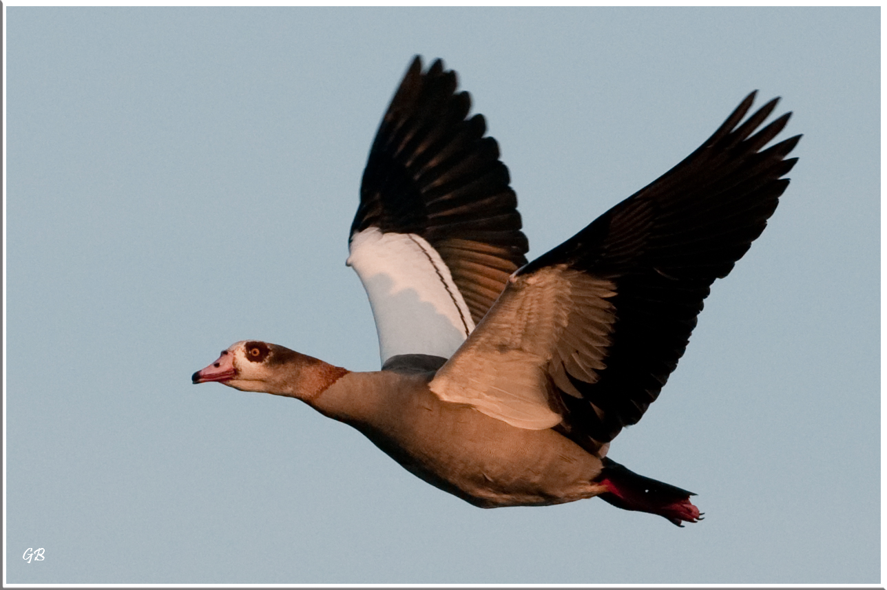 Nilgans im letzten Abendlicht!