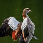 Nilgans im Licht