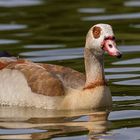 Nilgans im Main/Randersacker