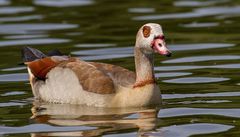 Nilgans im Main/Randersacker