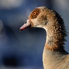 Nilgans im Morgenlicht