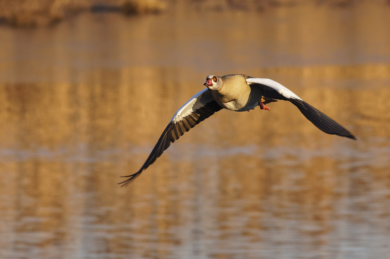 Nilgans im Morgenlicht