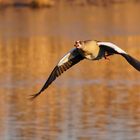 Nilgans im Morgenlicht