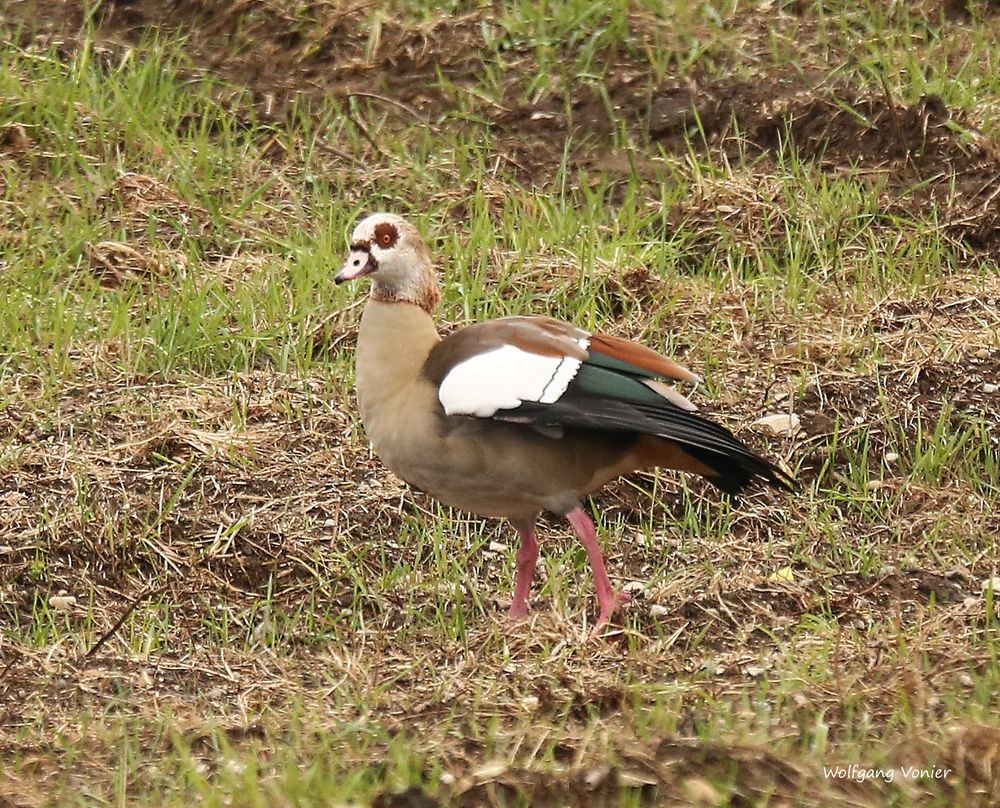 Nilgans im Oktober 2018