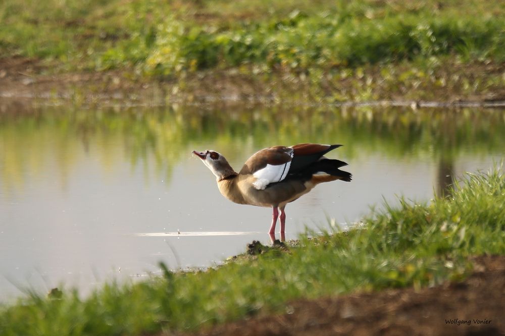 Nilgans im Oktober 2018 