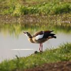 Nilgans im Oktober 2018 