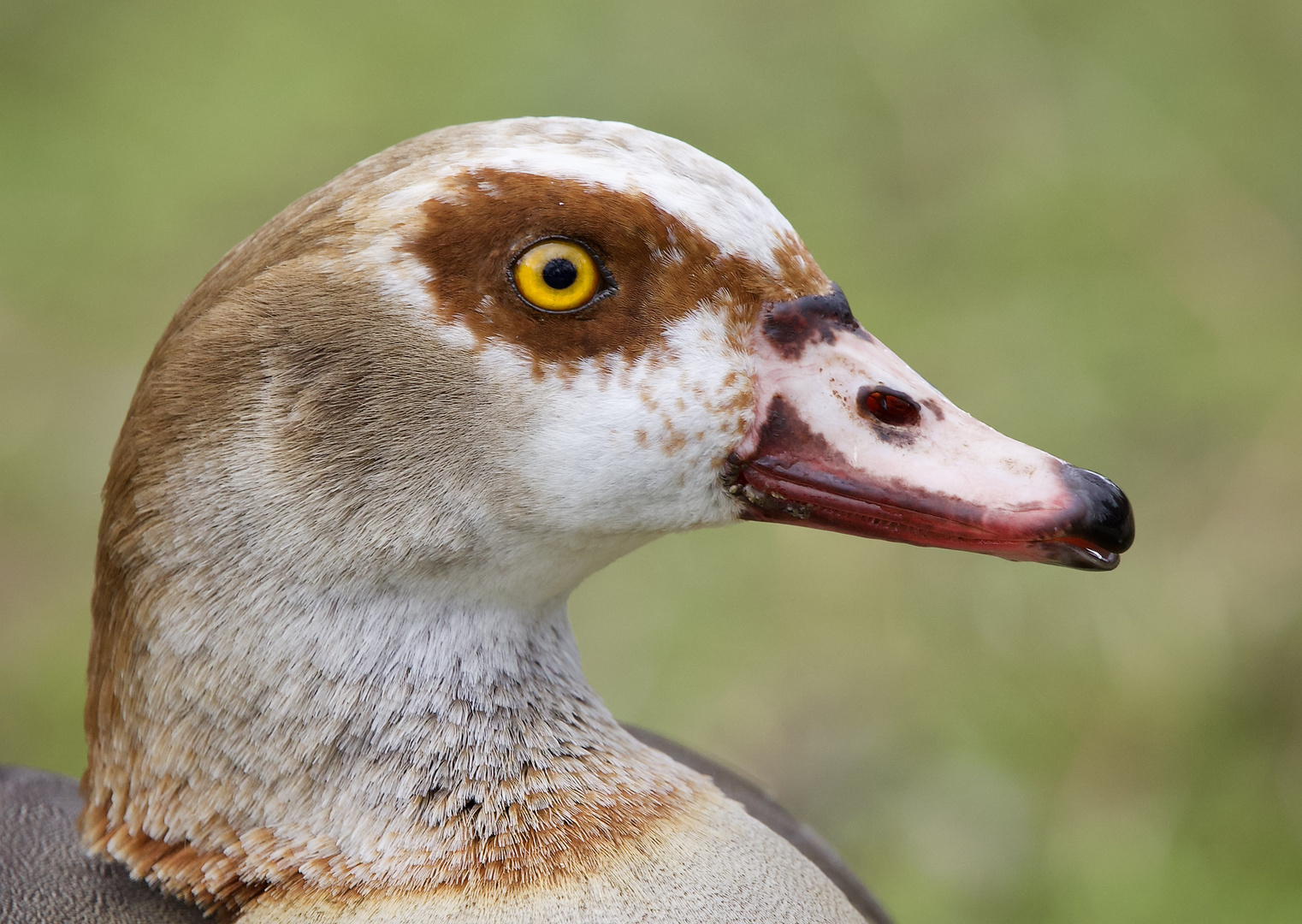 Nilgans im Portrait......