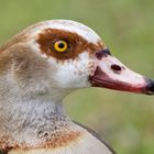 Nilgans im Portrait......