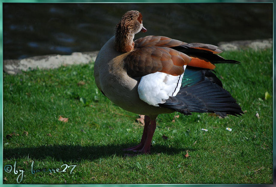 Nilgans im Putzrausch