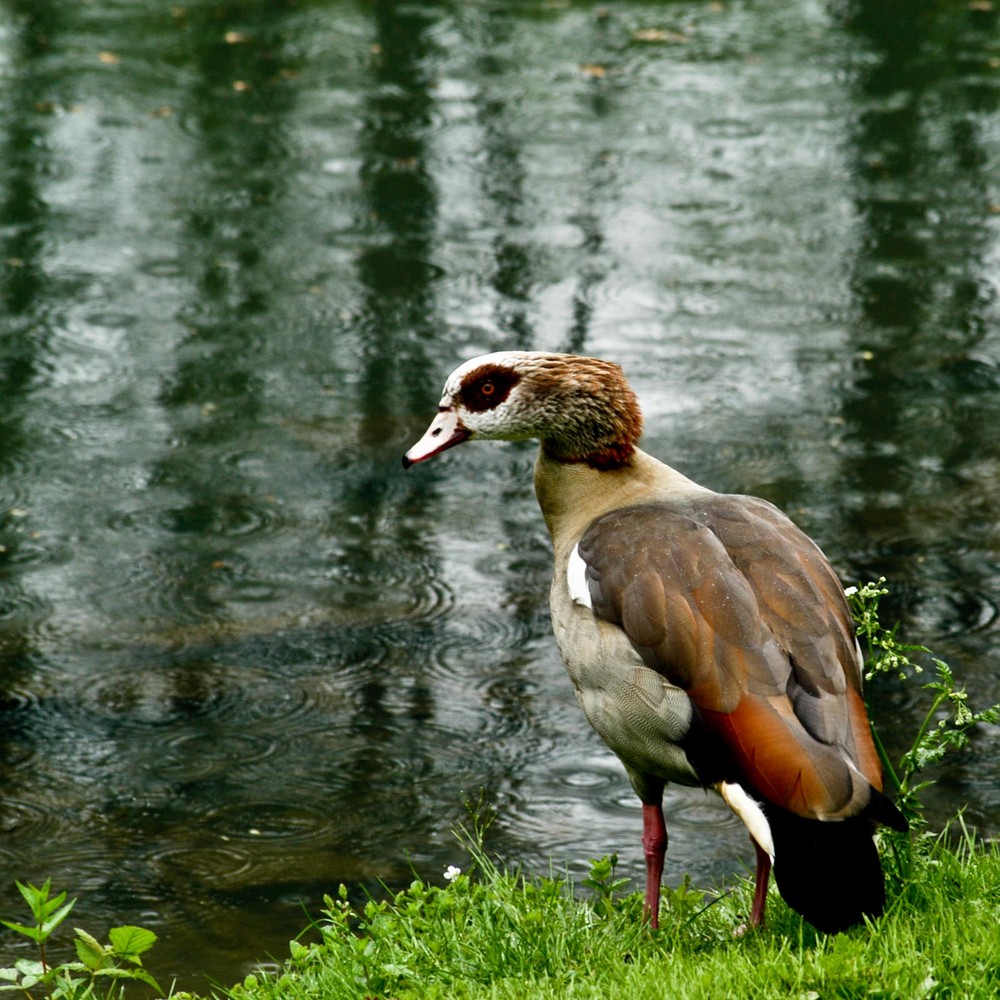 Nilgans im Regen