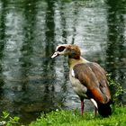 Nilgans im Regen