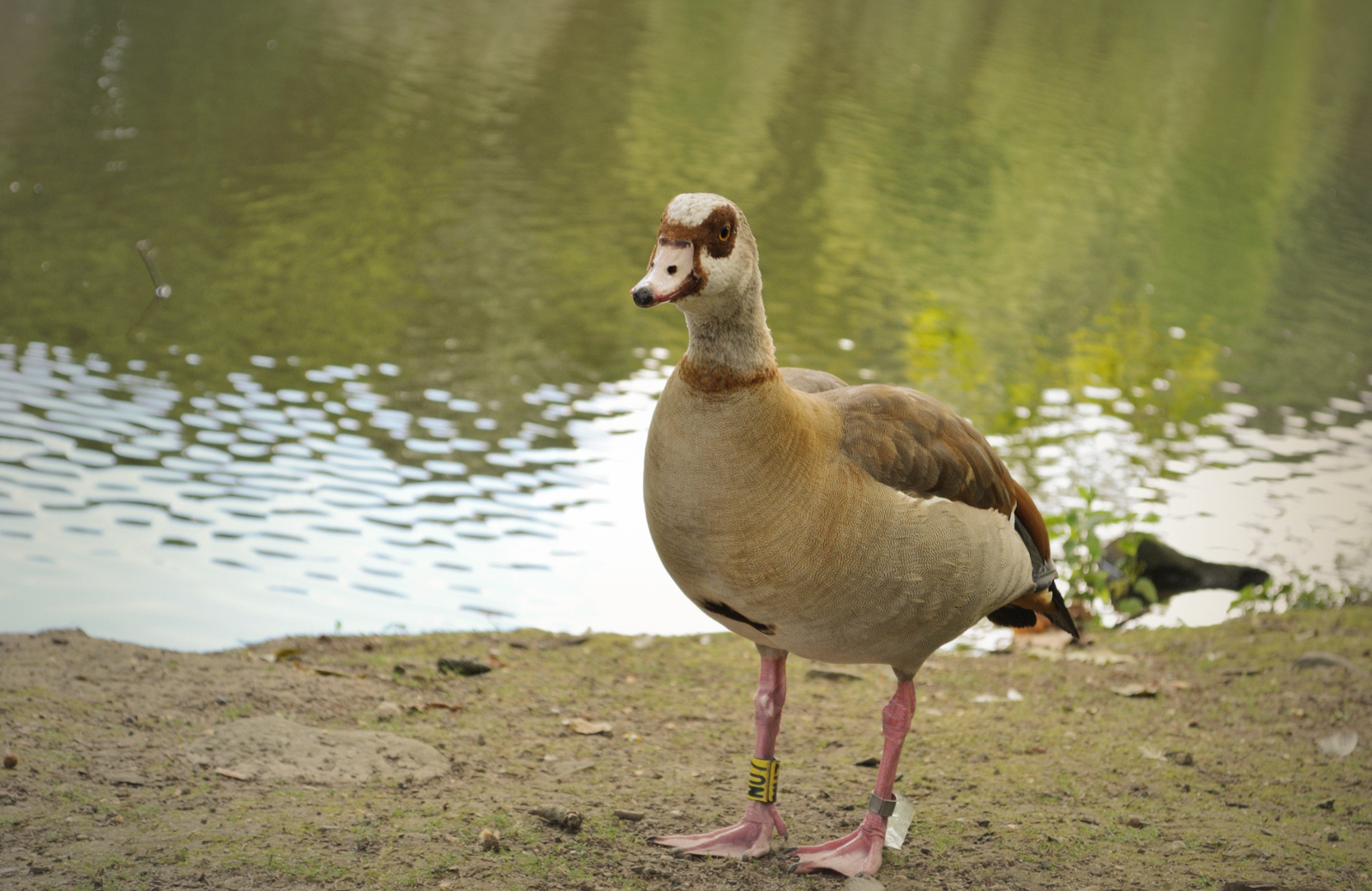 Nilgans im Rombergpark Dortmund