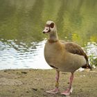 Nilgans im Rombergpark Dortmund