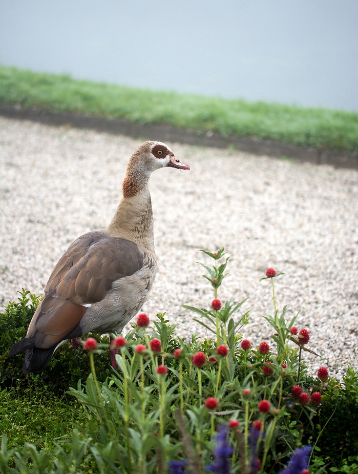 Nilgans im Schlosspark