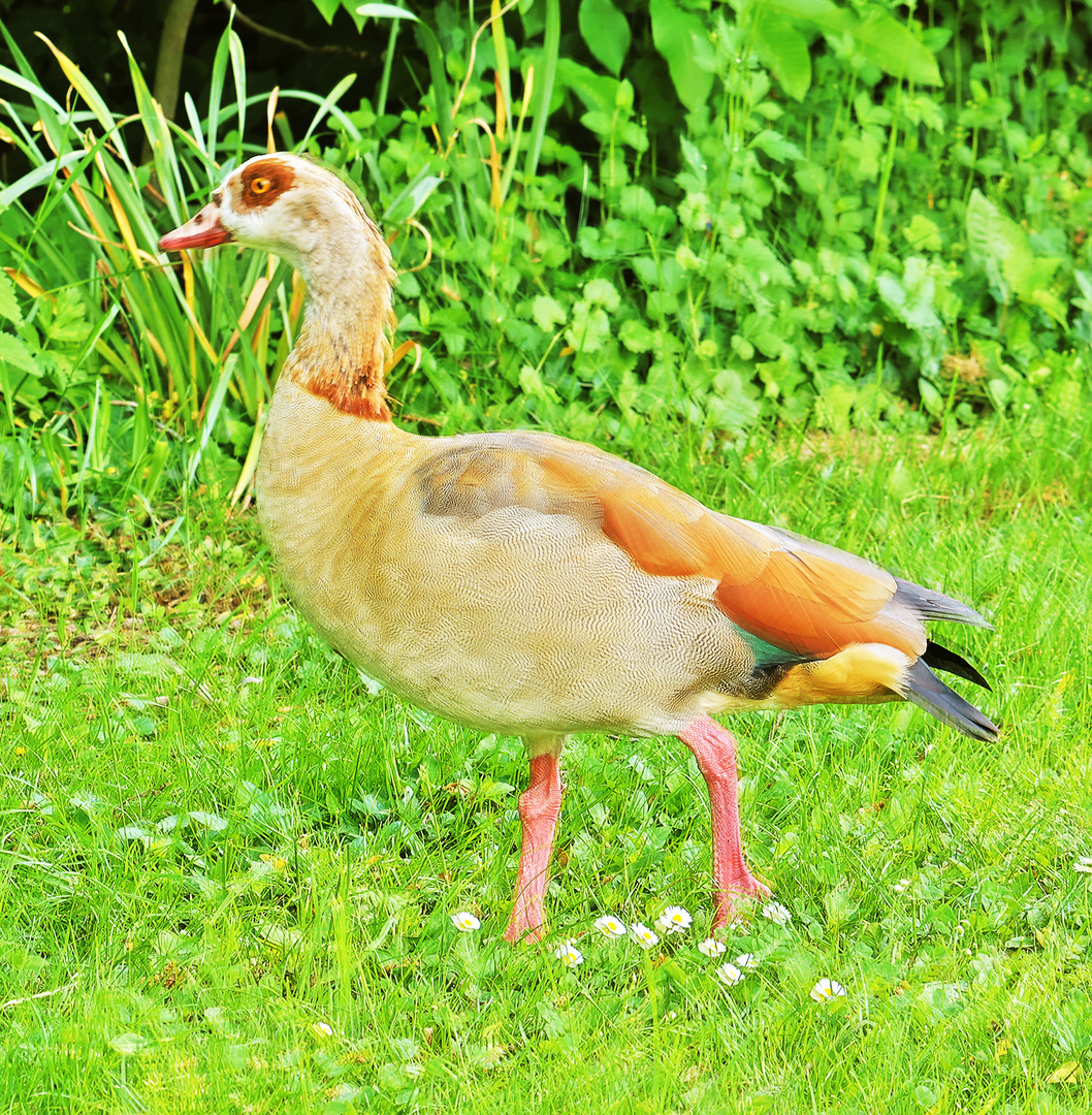 Nilgans im Sole-Aktiv-Park