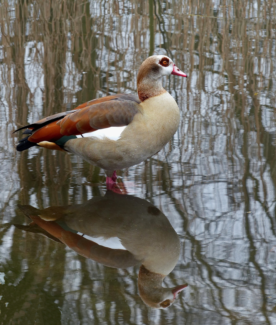 Nilgans im Spiegel