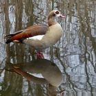 Nilgans im Spiegel