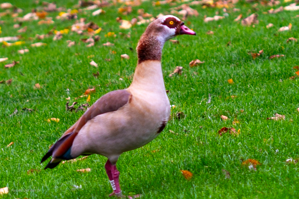 Nilgans im Stromberg-Heuchelberg