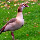 Nilgans im Stromberg-Heuchelberg