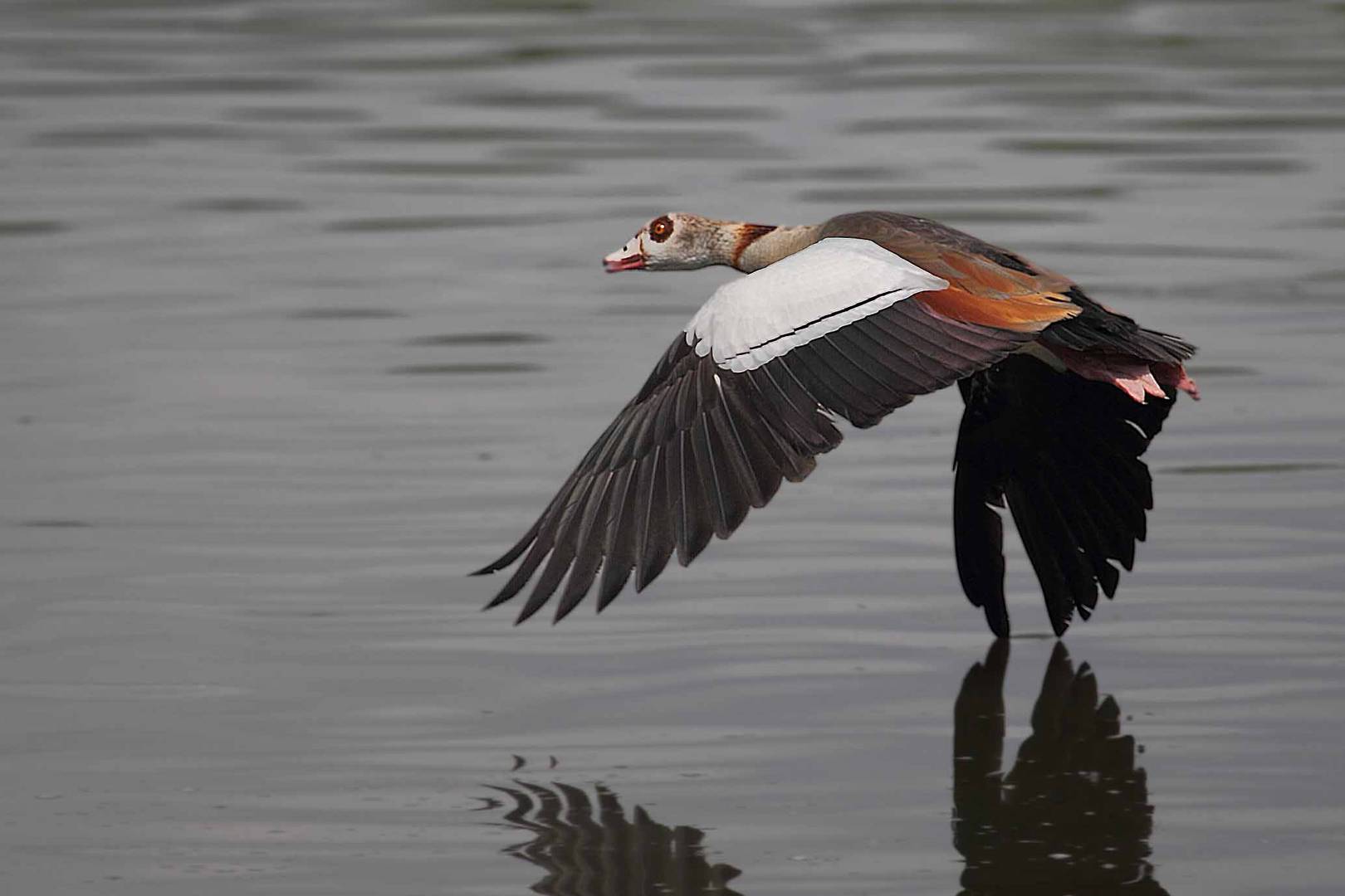 Nilgans im Tieffllug