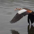 Nilgans im Tieffllug