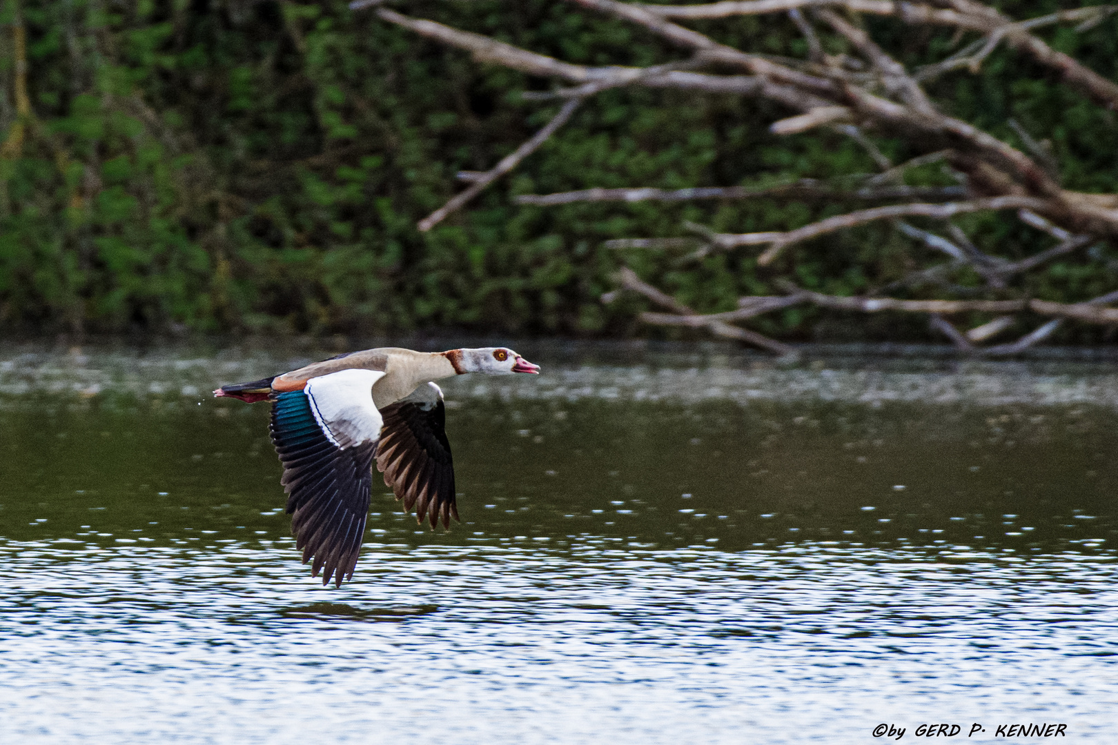 Nilgans im Tiefflug