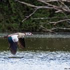 Nilgans im Tiefflug