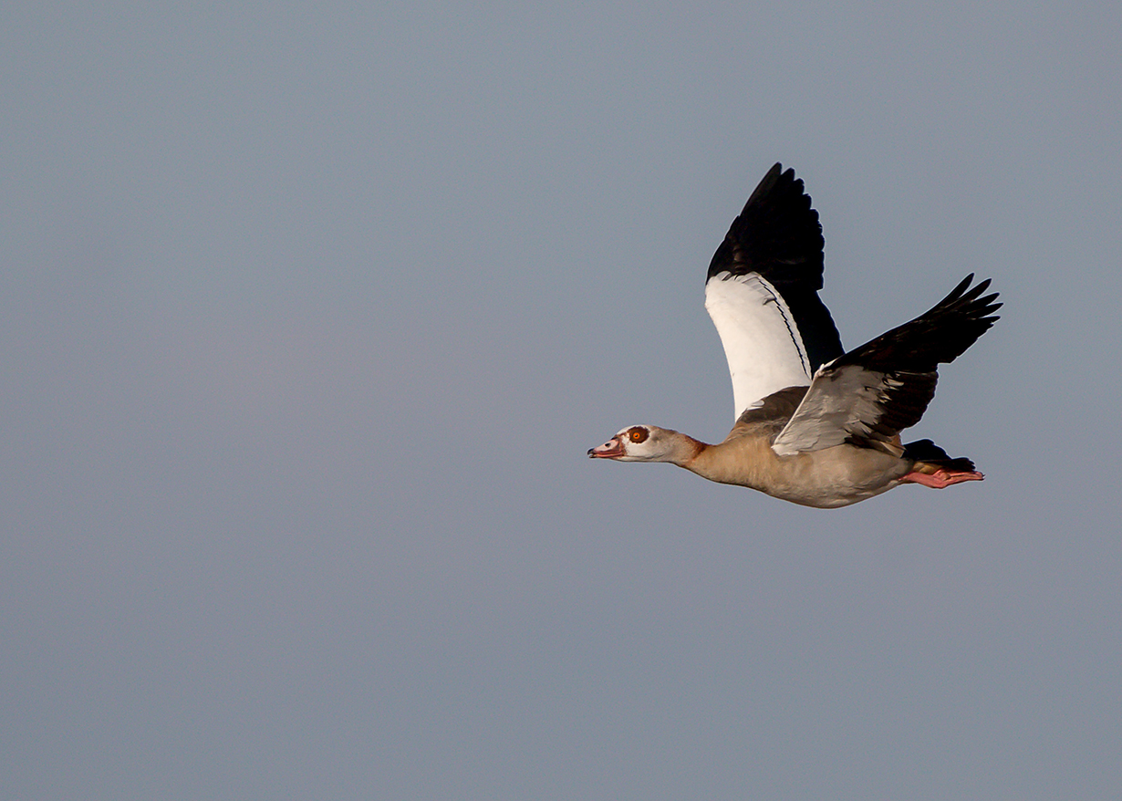 Nilgans im Vorbeiflug