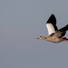 Nilgans im Vorbeiflug