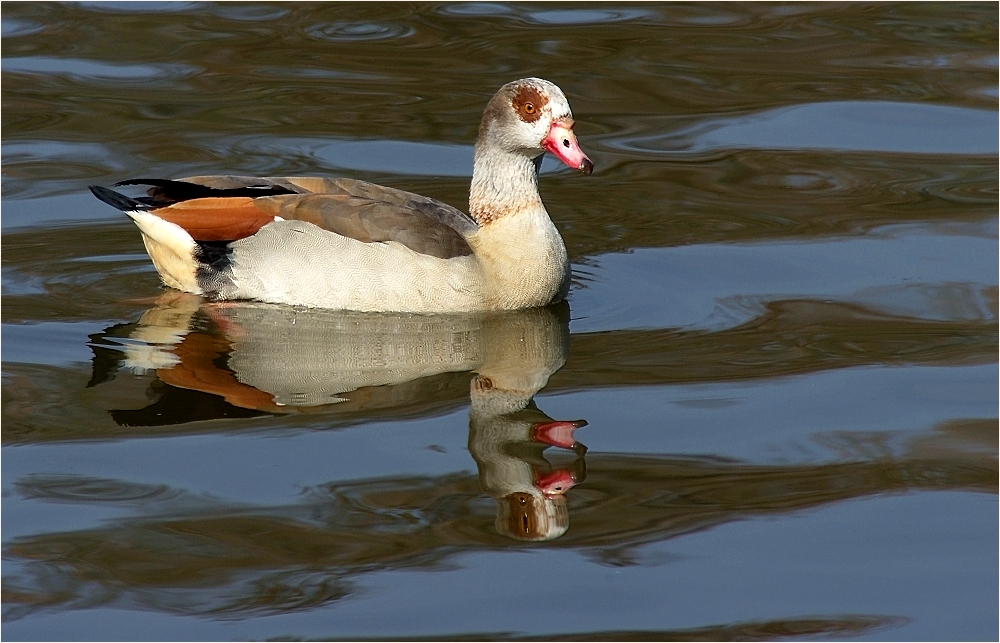 ~~Nilgans im Zerrspiegel  ;-) ~~