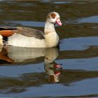 ~~Nilgans im Zerrspiegel  ;-) ~~