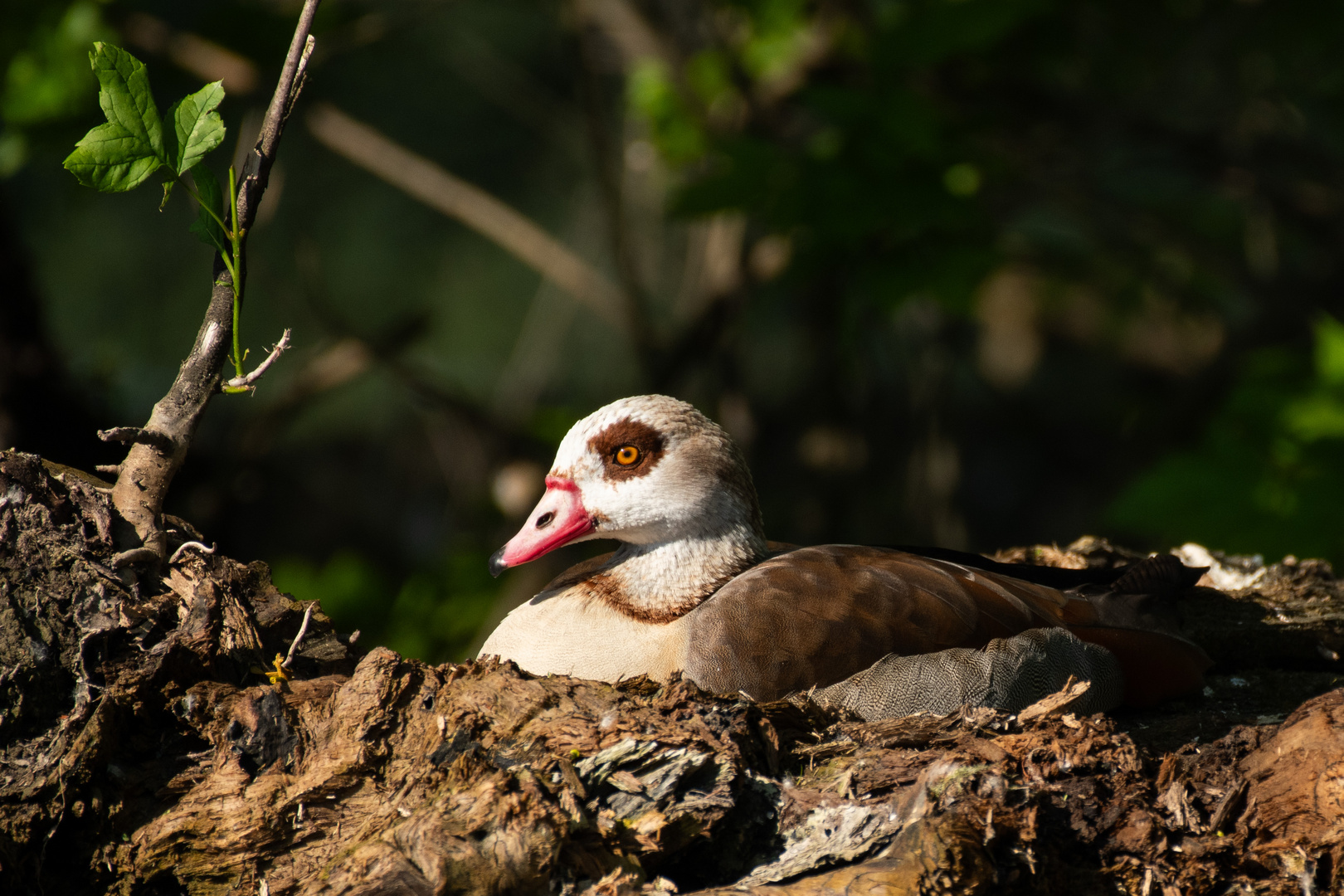 Nilgans in Abendsonne