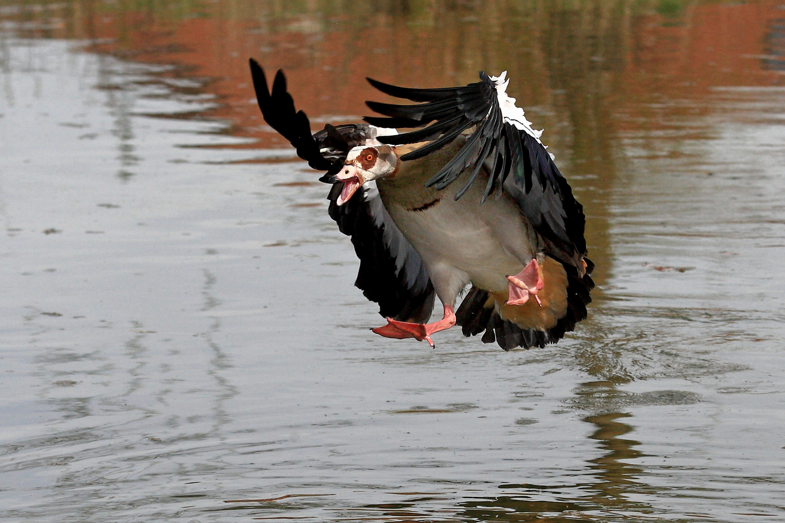 Nilgans in Action.