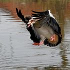 Nilgans in Action.