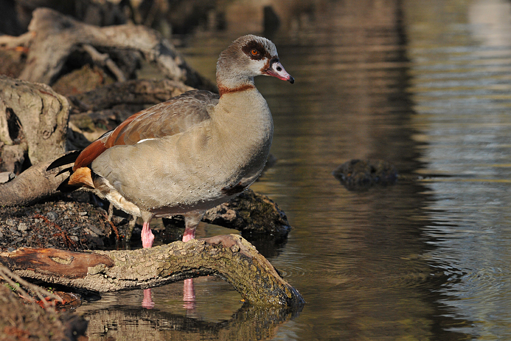 Nilgans: In den ersten Sonnenstrahlen