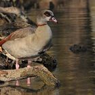 Nilgans: In den ersten Sonnenstrahlen