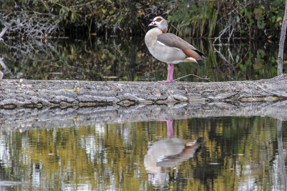 Nilgans in der Amper